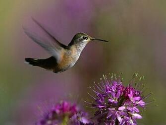 Hummingbirds Wallpaper