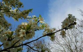 Spring