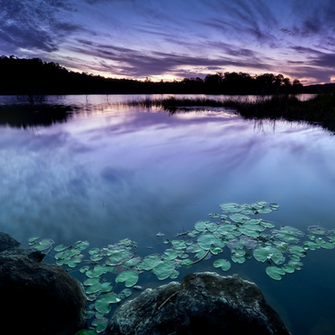 Newest iPad Wallpaper Nature Purple