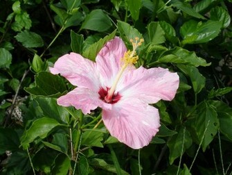 Tropical Flowers Wallpaper
