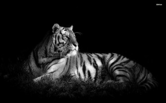 Bleach Lions