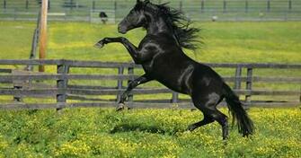 Black Horse Corral 4k Ultra HD Wallpaper High Quality Walls