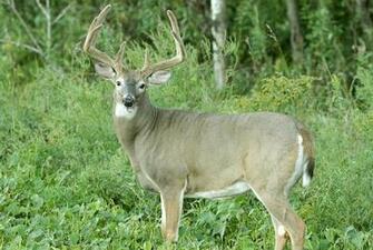 Source Url Galleryhip Monster Whitetail Deer Buck Html