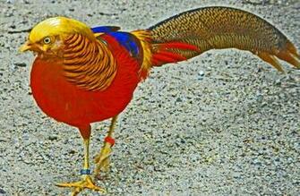 Golden Pheasant Bird Colorful Gold Wallpaper