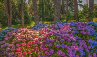 Earth Hydrangea Wallpaper