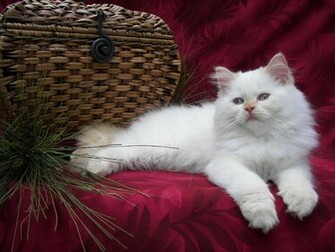 Cute Christmas Kitten Wallpaper Christian