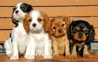 King Charles Spaniel Wallpaper Animal Hq