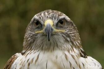 Hawk Wallpaper Picture Photo Animal Pictures