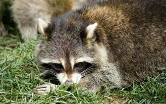 Raccoon Computer Wallpaper Desktop Background Id