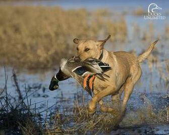 Pics Photos Duck Hunting Wallpaper Puter Pictures