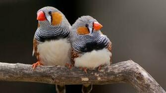 Finches Wallpaper