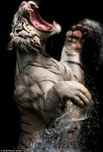 White Bengal Tiger Pictures