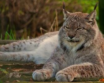 Canada Lynx Canadian Desktop Wallpaper All Animals