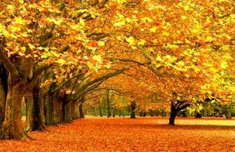 Beautiful Autumn Forest Wallpaper Pc High Resolution