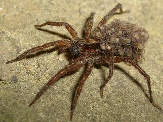Spider Wallpaper