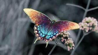 Butterfly Sitting On A Branch HD Butterflies Wallpaper Background
