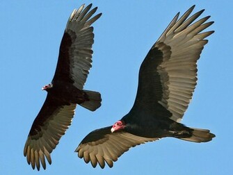 Vulture Desktop Wallpaper Animal Background
