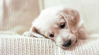 Golden Retriever Puppy Desktop Wallpaper