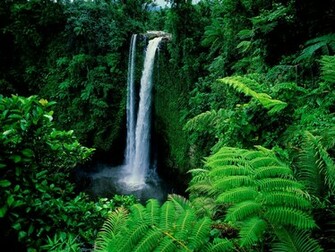 Summer Refreshing Wallpaper Green Nature Natures