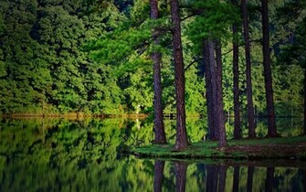 Forest Monitor Watch Nature Result Wallpaper HD