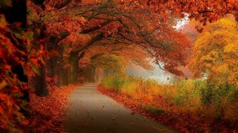 Autumn Foliage Wallpaper