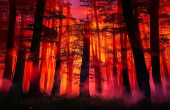 Red Forest Wallpaper