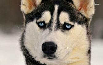 Husky Wallpaper Animal