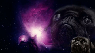 Sloth In Space Wallpaper Live Slow Die Whenever