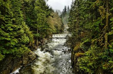 River Trees Forest North Vancouver British Columbia Canada