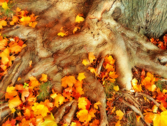 Thanksgiving Wallpaper The Myth Of Rational Conservative Voter
