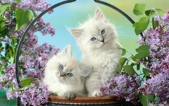 Cats Wallpaper Desktop HD