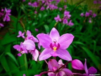 Beautiful Purple Orchid Wallpaper In Resolution
