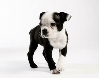 High Resolution Wallpaper Of A Boston Terrier Puppy