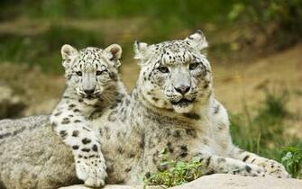 Scenery Wallpaper Includes Snow Leopard Mother And Cub