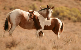 Horse Desktop Wallpaper