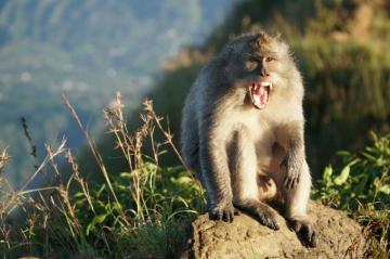 Angry Monkey Pictures Image