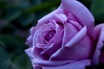 Purple Rose Wallpaper