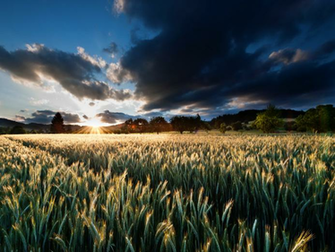 Ego And Greed Blur The Math Sunrise Spring Wheat Wall Pill Is
