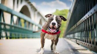 Wallpaper Dog Smile American Staffordshire