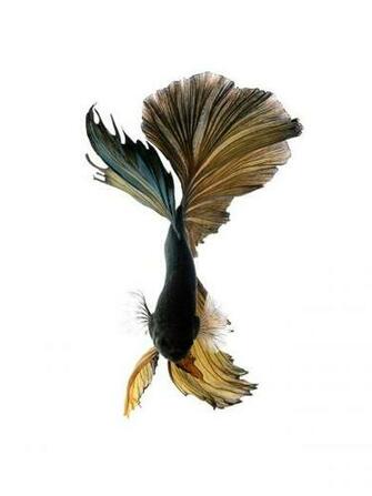 iPhone 6s Announced With Betta Background Live Tropical Fish