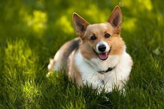 Corgi Computer Wallpaper Desktop Background Id