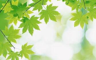 Green Leaves And Background
