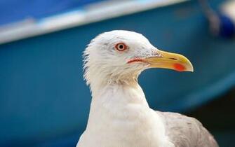 All Wallpaper Seagull Birds