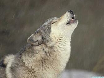 Cool Wolf Background HD Wallpaper In Animals Imageci