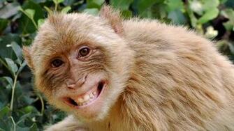 Funny Monkey Wallpaper