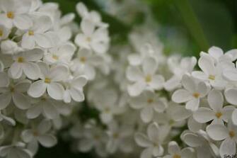 Lilac White Bloom Tree Summer Wallpaper
