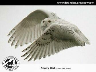 Snowy Owl Wallpaper Screensavers