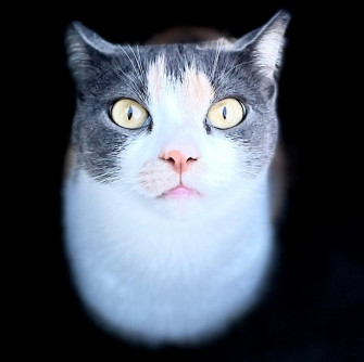 Suki Kat
