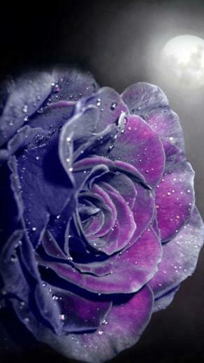 Rose Screensavers Wallpaper