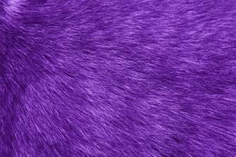 Fur Texture Purple Picture Photograph Photos